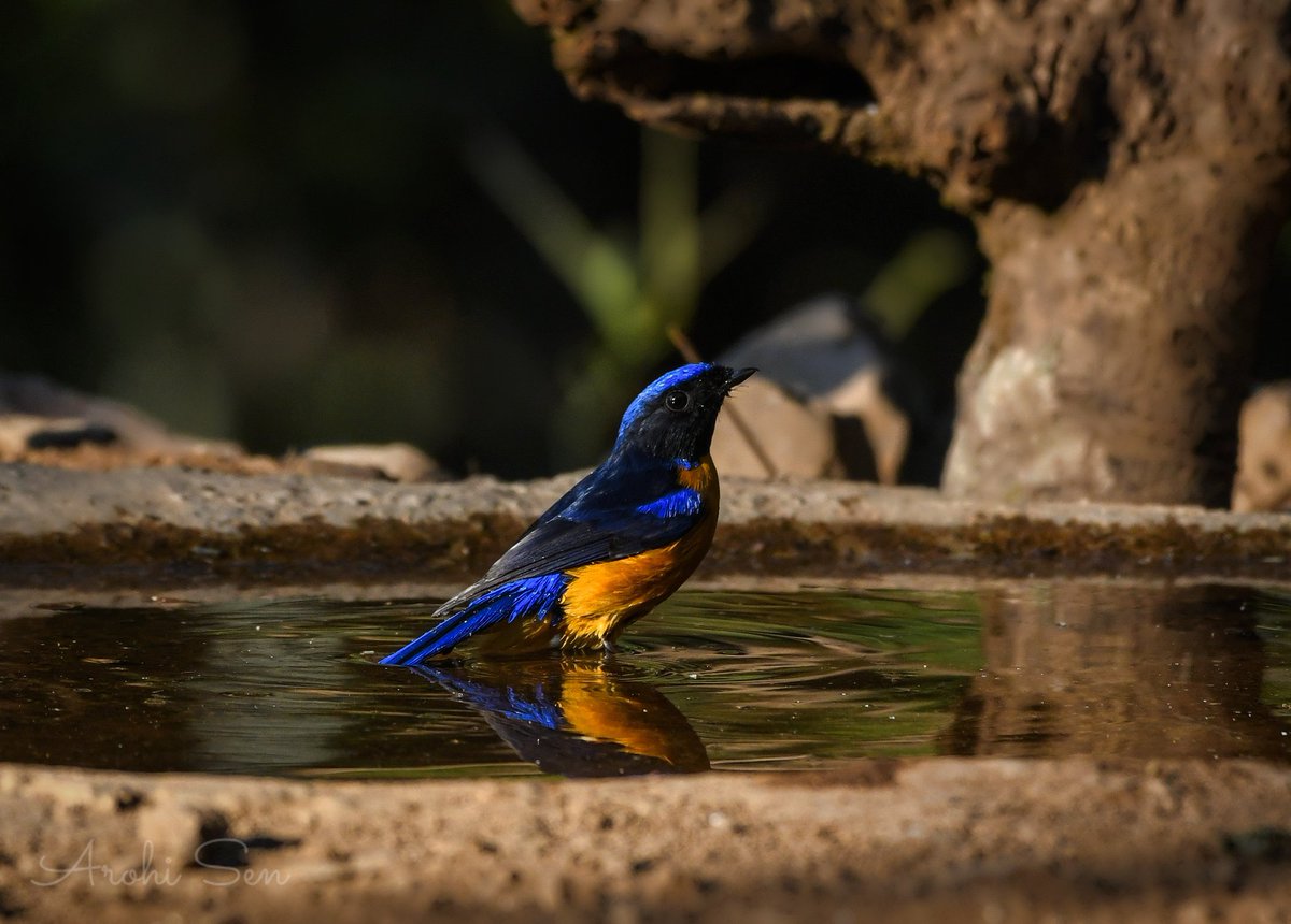 Rufous-bellied Niltava
@AnimalPlanet @NatGeo @natgeowild @NatureattheBest @NatureIn_Focus @ThePhotoHour @WildlifeMag #birding #bird #BirdsOfTwitter #birdphotography @MyAnandaBazar @NatGeoPhotos @NatGeoMag @NWF @NikonIndia @GoogleIndia @Google #Nikon #birdsofIndia #POTD