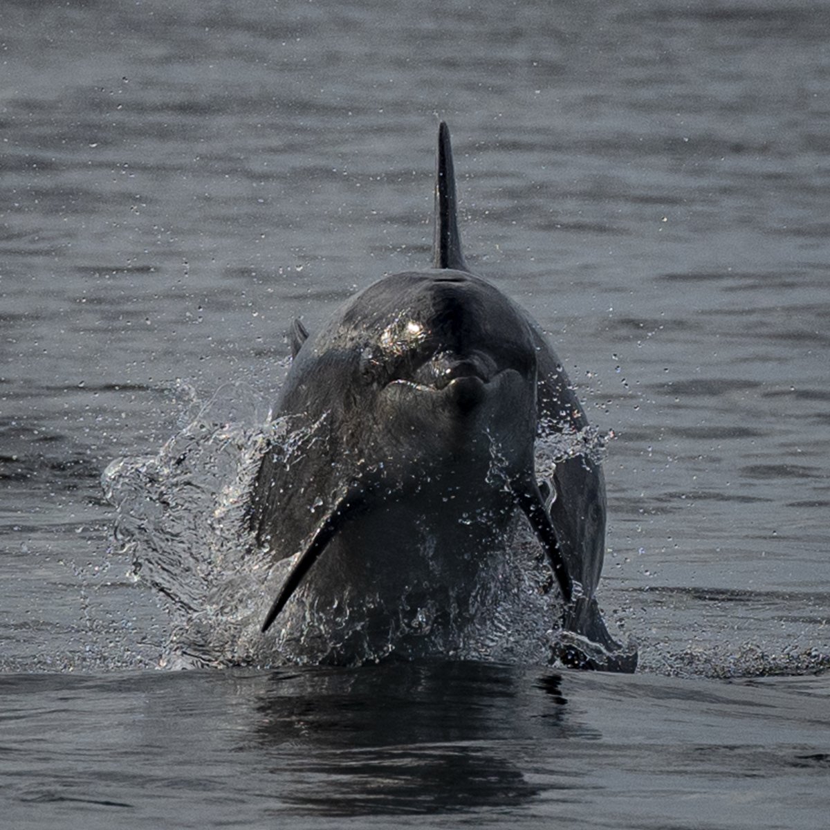 We've got just a few spaces left on our first fantastic North Sea Pelagic Cruise of the season tomorrow evening: the weather is looking pretty promising. They're very popular so don't hang around - book a place now!🛥️🌊🐬 nwt.org.uk/events/2024-05… Images: Dolphins - Martin Kitching