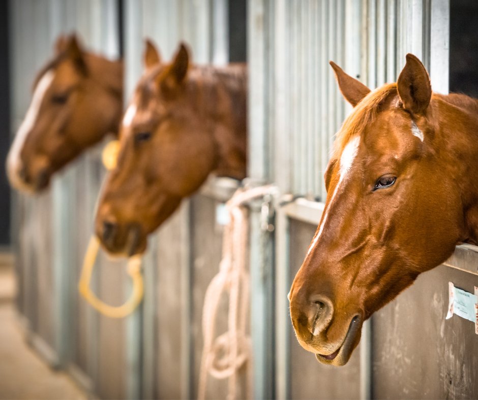 Celebrating the 150th #RunForTheRoses! May is a perfect time to introduce #FinancialLiteracy to your students. Research the cost of breeding & training racehorses. #MathAndMoney