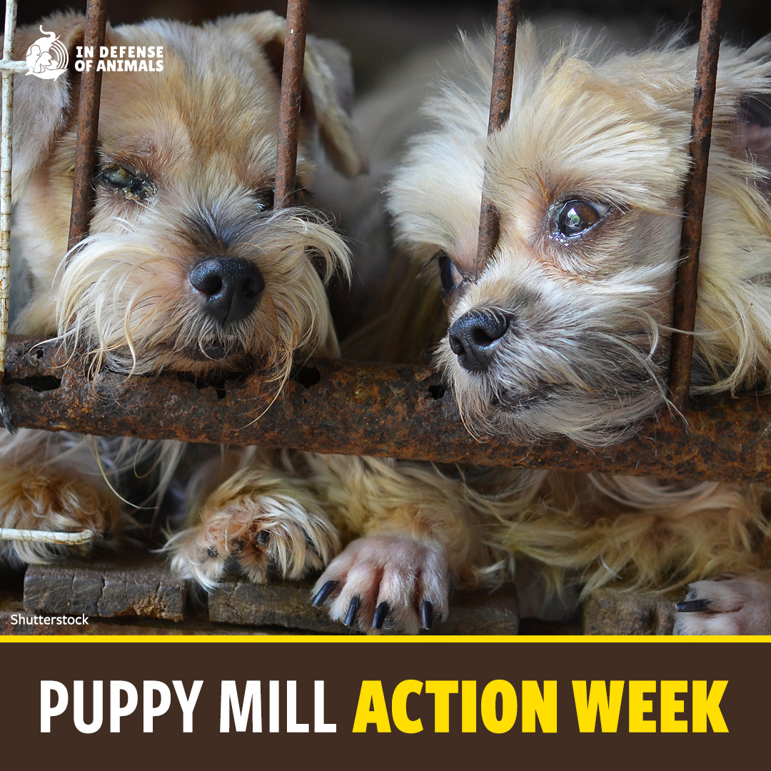 This #PuppyMillActionWeek, help raise awareness about puppy mill cruelty & urge Congress to step up to protect dogs by passing Goldie’s Act! Take action: bit.ly/3Wy15TN Pls RT and support our work: bit.ly/4b78U77