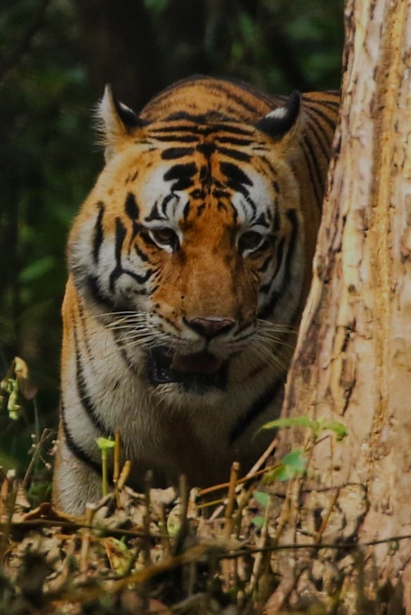 The King 
Kanha MP India 
Feb 2024
#contact_for_safaris #big5safarisz 
#little_brown_job 
#Walk_with_Me
#planetearth #TheMysteriousWorld  #hiddenindia 
#greenplanet 
#wildasia 
#Follow_Me
#naturelover 
#roadtrips
#ourplanetearth 
#tribals 
#adventure_lovers  
#canon