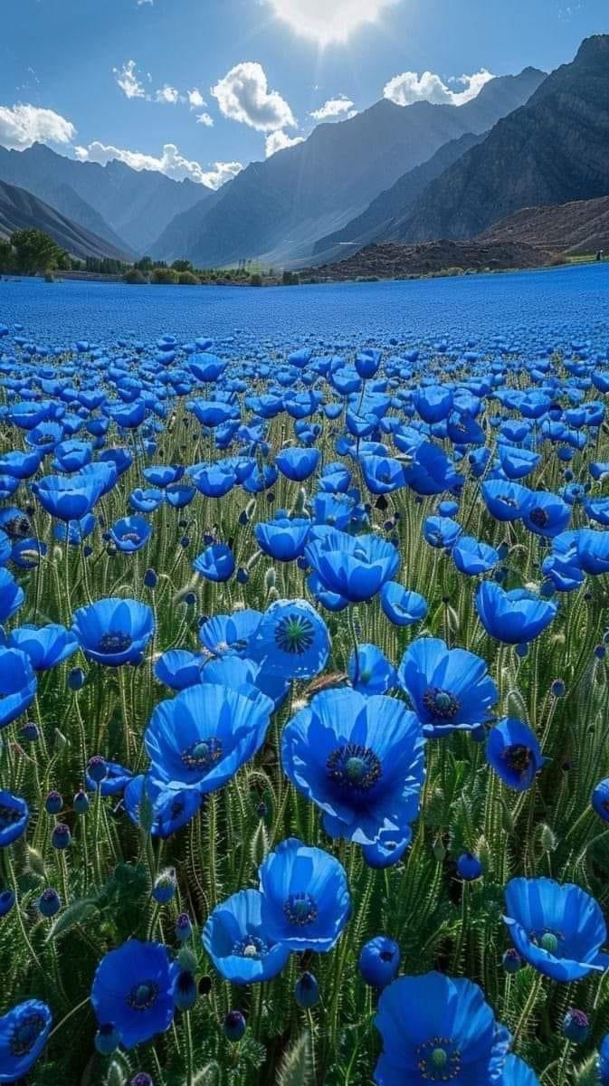 Blauer Mohn oder Scheinmohn. 
Die kleinen blauen Blüten stehen für die lebendige Erinnerung und den liebevollen Abschied. In vielen Sprachen tragen sie einen Namen mit gleicher Bedeutung, so im Englischen 'Forget me not'