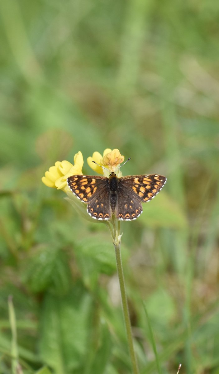 Great couple of days across Kent and Sussex recording Duke of Burgundy and advising landowners. @BCKentBranch @BCSussex @savebutterflies