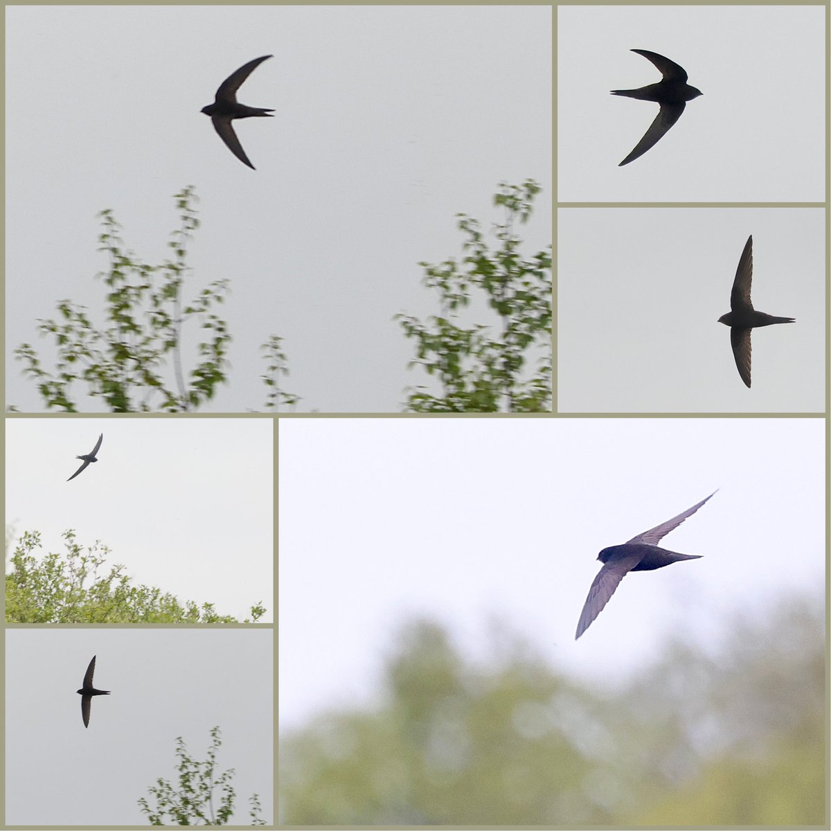 @WriterHannahBT Saw my first swifts (between 4 & 6 birds), hunting for insects around a line of willows in reed beds at @NENature_ Gosforth Park Nature Reserve : 7th May. Also seen were Swallows and Sand Martins.