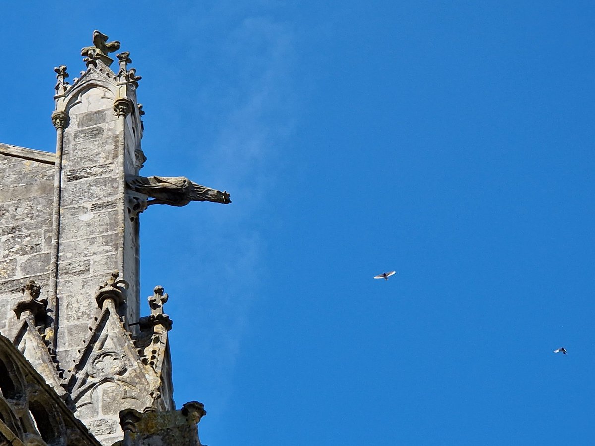 - Attendez-moi les gars !

#dialoguedegargouilles #cathédrale @tours