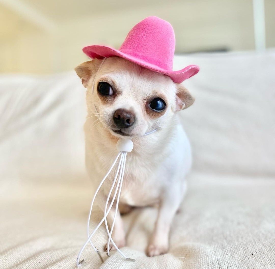 This is Palta. She's here to remind you that you don't have to be strong or tough to be a cowboy. You just need some yeehaw in your heart. 14/10