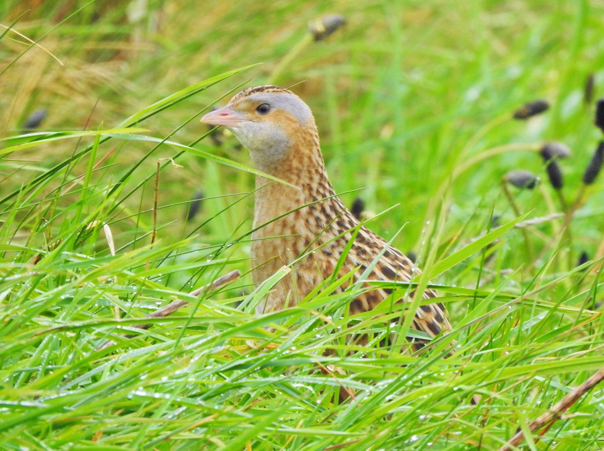 An obvious increase in Corncrakes on Barra in the past few days after a quiet start to the season. This one popped up beside us this morning, 'crexed' a few times, then ducked back down to slip away unseen. They're experts at that!