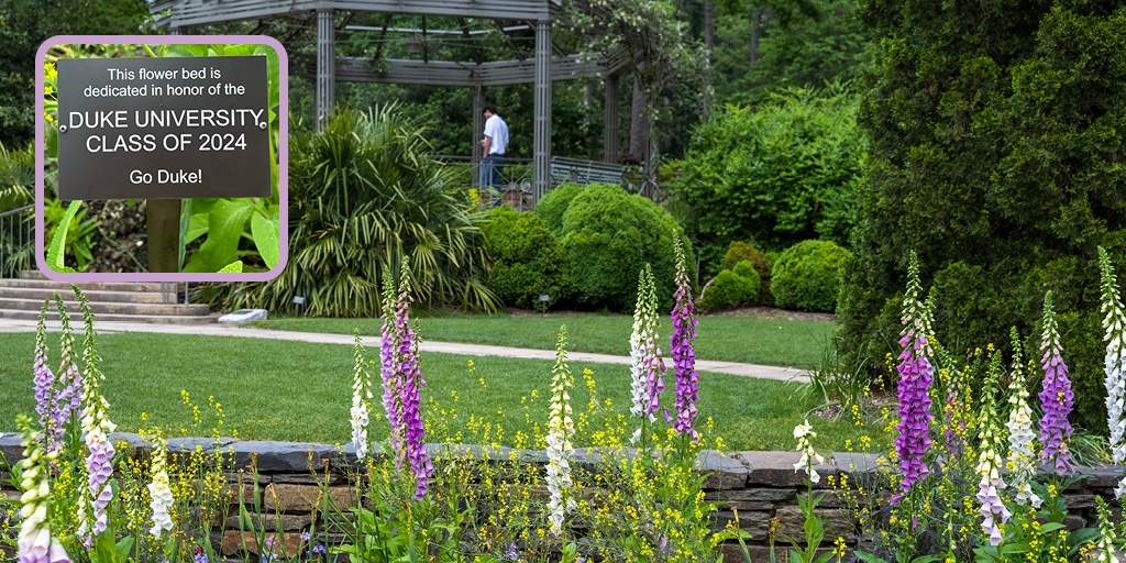 Duke Gardens (@dukegardens) on Twitter photo Congratulations, <a href="/DukeStudents/">Duke Students</a> <a href="/DukeU/">Duke University</a> Class of 2024! We're honored to dedicate a lovely bed in the Terrace Gardens to you. Come see it this weekend & for the next 5 years. Wherever life takes you, you’ll always have a place in #DukeGardens. PC: L.Hong/C.Bodine @Dukealumni Congratulations, <a href="/DukeStudents/">Duke Students</a> <a href="/DukeU/">Duke University</a> Class of 2024! We're honored to dedicate a lovely bed in the Terrace Gardens to you. Come see it this weekend & for the next 5 years. Wherever life takes you, you’ll always have a place in #DukeGardens. PC: L.Hong/C.Bodine @Dukealumni