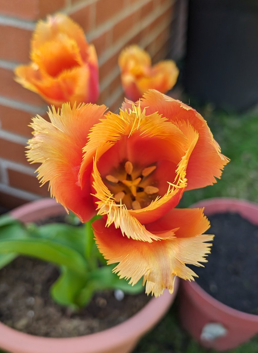 sarahvgjames's tweet photo. @BloomandWild tulips, planted from bulbs, looking gorgeous 🌷 https://t.co/4nEANLfpg8