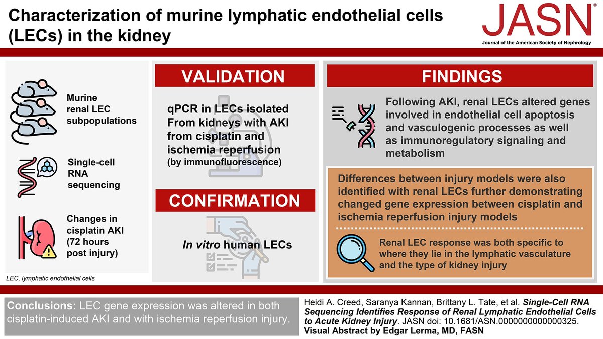 How lymphatics respond to AKI may affect AKI outcomes. This study found that lymphatic endothelial cell gene expression is altered between injury models, suggesting lymphatic endothelial cells respond to AKI may be key in regulating disease progression bit.ly/JASN0325