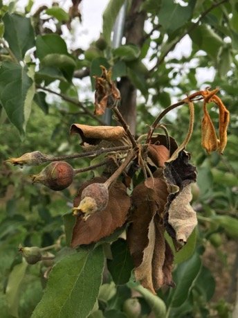 Apple fireblight Bacterial inferno How it burns the trees Rainy, warm springs can cause fire blight woes for apple and pear trees. Learn more from @ISU_YardGarden: yardandgarden.extension.iastate.edu/article/2024/0…
