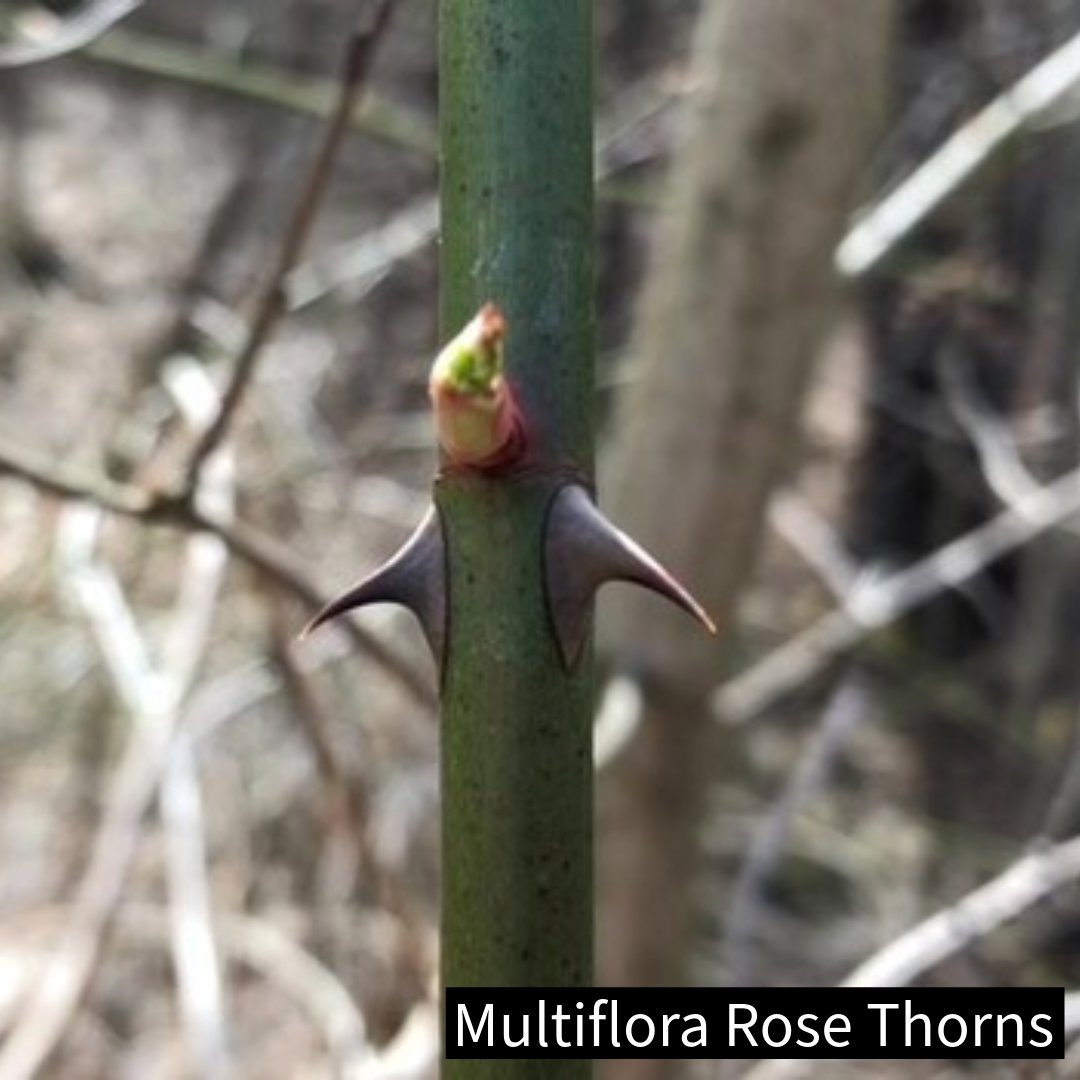 Many non-native, invasive plants are the first to leaf out each spring. This is one strategy that allows them to outcompete our native plants. But, it also makes them easier to spot so we can target them for removal, but don’t tell them that!
Read more: unh.me/3UwpVR9