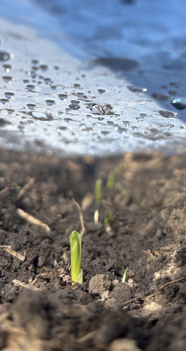 There they finally are ! #plant24 #corn #cow #feed. #Alberta #agriculture #growing #Innovation <a href="/samcosystem/">SAMCO System</a> <a href="/PioneerSeedsCA/">Pioneer Seeds Canada</a> <a href="/HORIZON_SEEDS/">Horizon Seeds Canada</a> <a href="/CornRanches/">Rodger Hovde</a> <a href="/ThunderSeedAB/">ThunderSeedAlberta</a>
