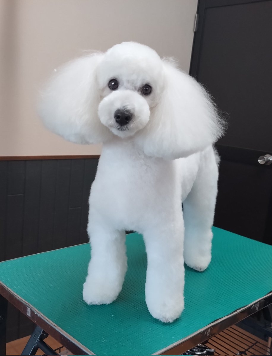 トイプードルの こむぎくん

#トイプードル #プードル #津市トリミング #津市ドッグサロン #津市 #toypoodle #poodle #trimming