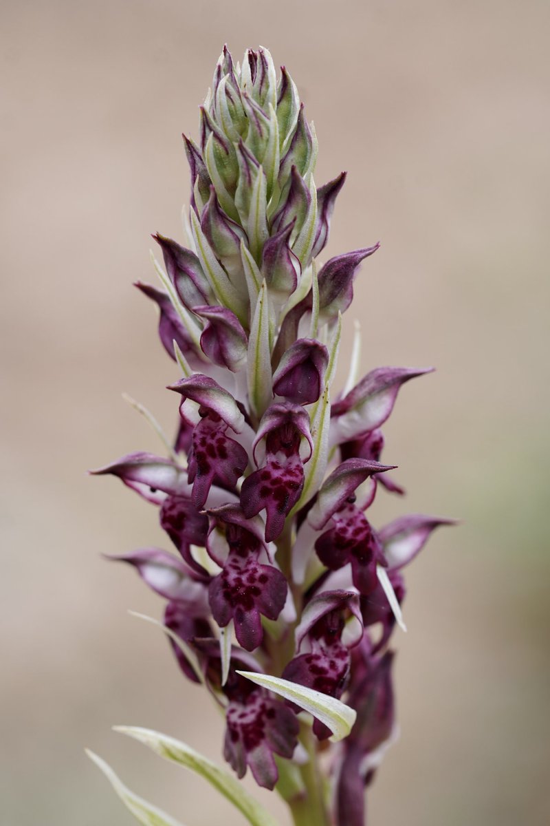4/52 #OrchidsOfRhodes April 2024 #AnOrchidAWeek Anacamptis coriophora ssp fragrans The sophistication of rich burgundy combined with the palest of green bracts #orchids #wildflowers