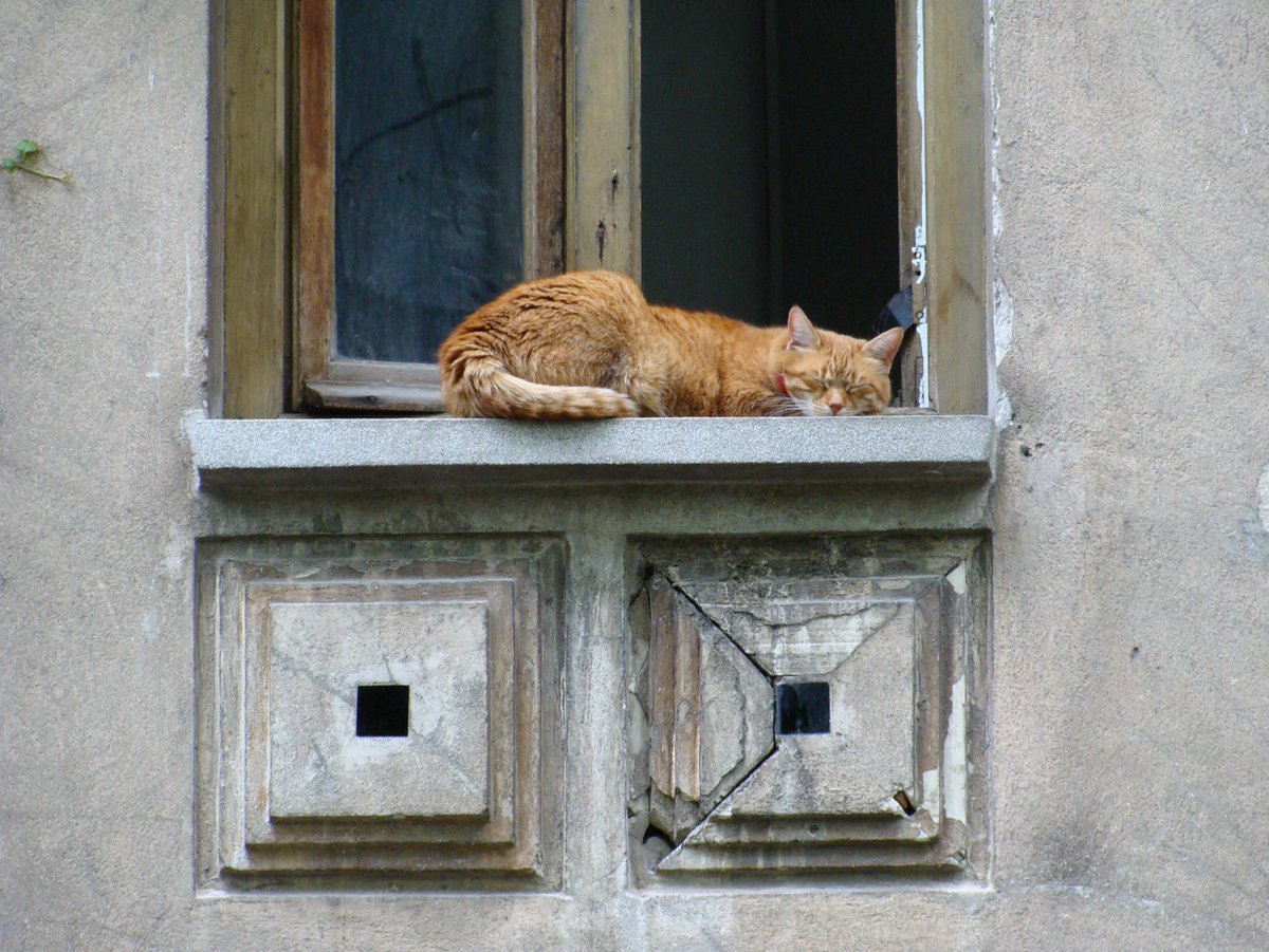Cotroceni cat basking on the window sill of a Secession style house (1910s). #cat #cats #catbasking #basking #cotroceni #bucharest #balkans #southeasteurope #valentinmandache