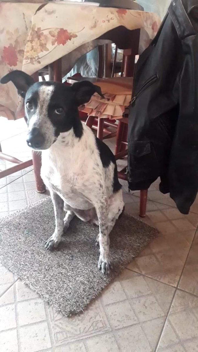 miativista's tweet image. SP pessoal infelizmente a Amora não foi encontrada,última vez foi na Vila Carrão zona leste da capital.
Ela é castrada e é chipada.Como já faz umas semanas ela pode estar longe ,em outros bairros distante então por favor divulguem mostre para amigos e familiares por favor!