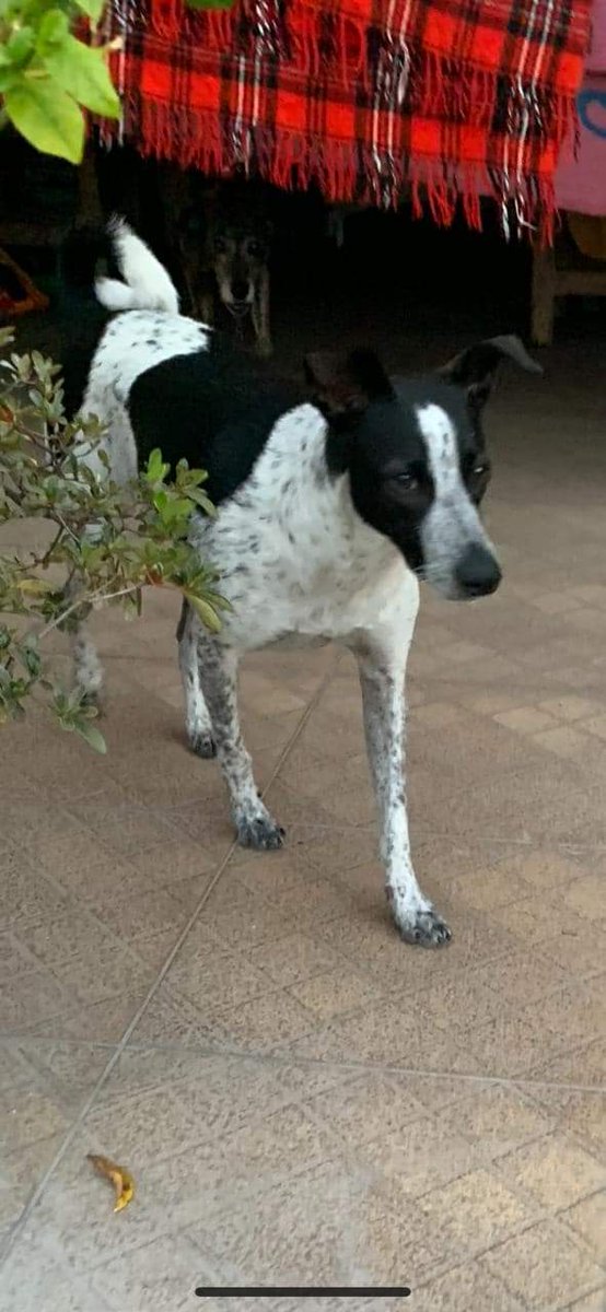 miativista's tweet image. SP pessoal infelizmente a Amora não foi encontrada,última vez foi na Vila Carrão zona leste da capital.
Ela é castrada e é chipada.Como já faz umas semanas ela pode estar longe ,em outros bairros distante então por favor divulguem mostre para amigos e familiares por favor!