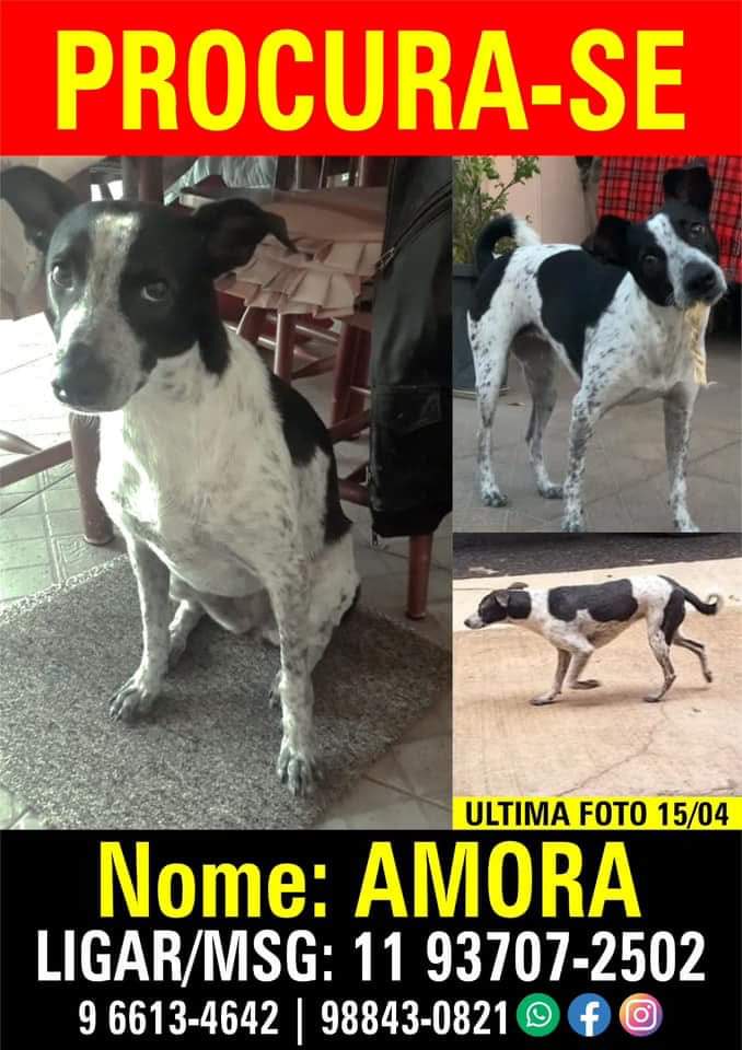 miativista's tweet image. SP pessoal infelizmente a Amora não foi encontrada,última vez foi na Vila Carrão zona leste da capital.
Ela é castrada e é chipada.Como já faz umas semanas ela pode estar longe ,em outros bairros distante então por favor divulguem mostre para amigos e familiares por favor!