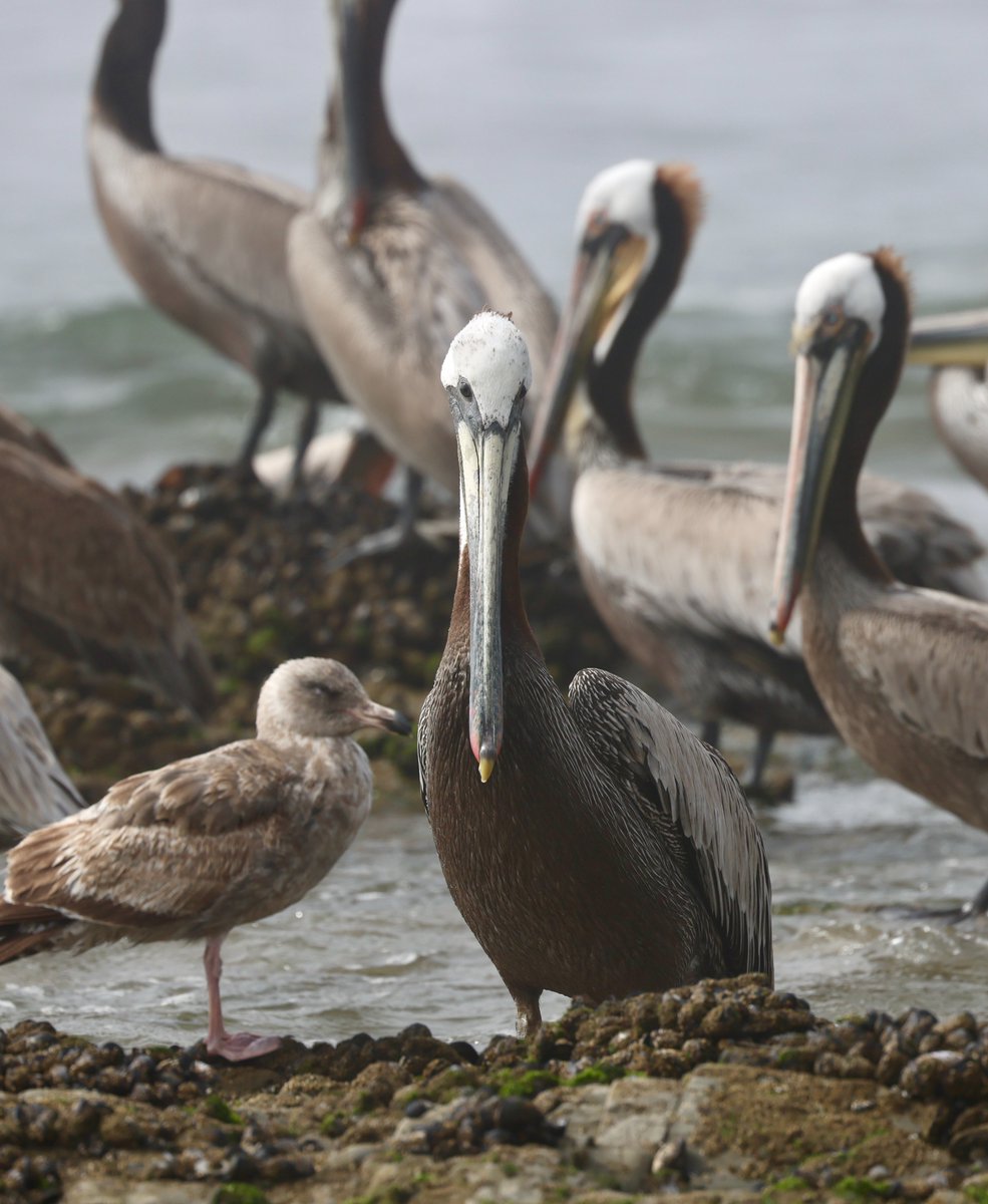 Locals! You may have heard many brown pelicans are in distress and having a hard time finding food. Keep an eye out for any where they should not be - standing still in a backyard or road; they may be disoriented. Get in touch with Native Animal Rescue. See below to donate.