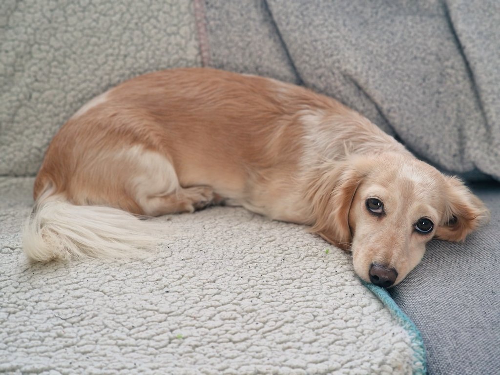 Waiting for hoomum..... 🙄😏🐾
#Bandita #Zelda #DogsofTwittter #Dachshund #Doxie #Teckel