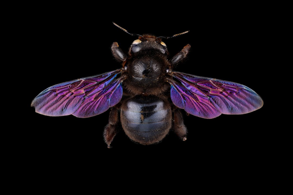 Did you know bees have two pairs of wings? To mark the opening of our new exhibition Bees: A Story of Survival, here are 10 brilliant bee facts to marvel at these amazing creatures. 🐝 📸 Pete Carr liverpoolmuseums.org.uk/stories/ten-br…