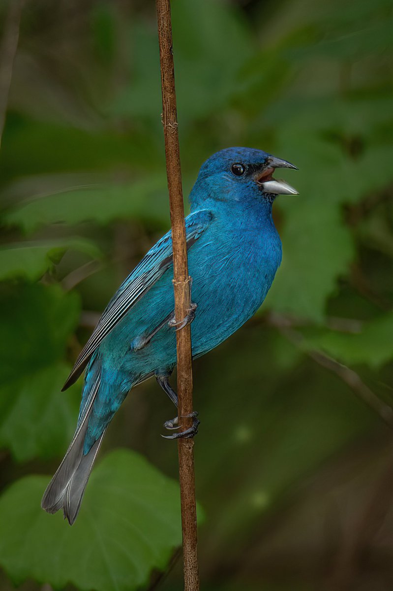I’VE FINALLY GOT THE BLUE! 
INDIGO to be exact 

This image has surprisingly taken me 3 years to get this close to the Indigo Bunting and I’ve finally got both Male Indigo and Painted Bunting’s!

#TwitterNatureCommunity #BirdsOfTwitter #BirdTwitter