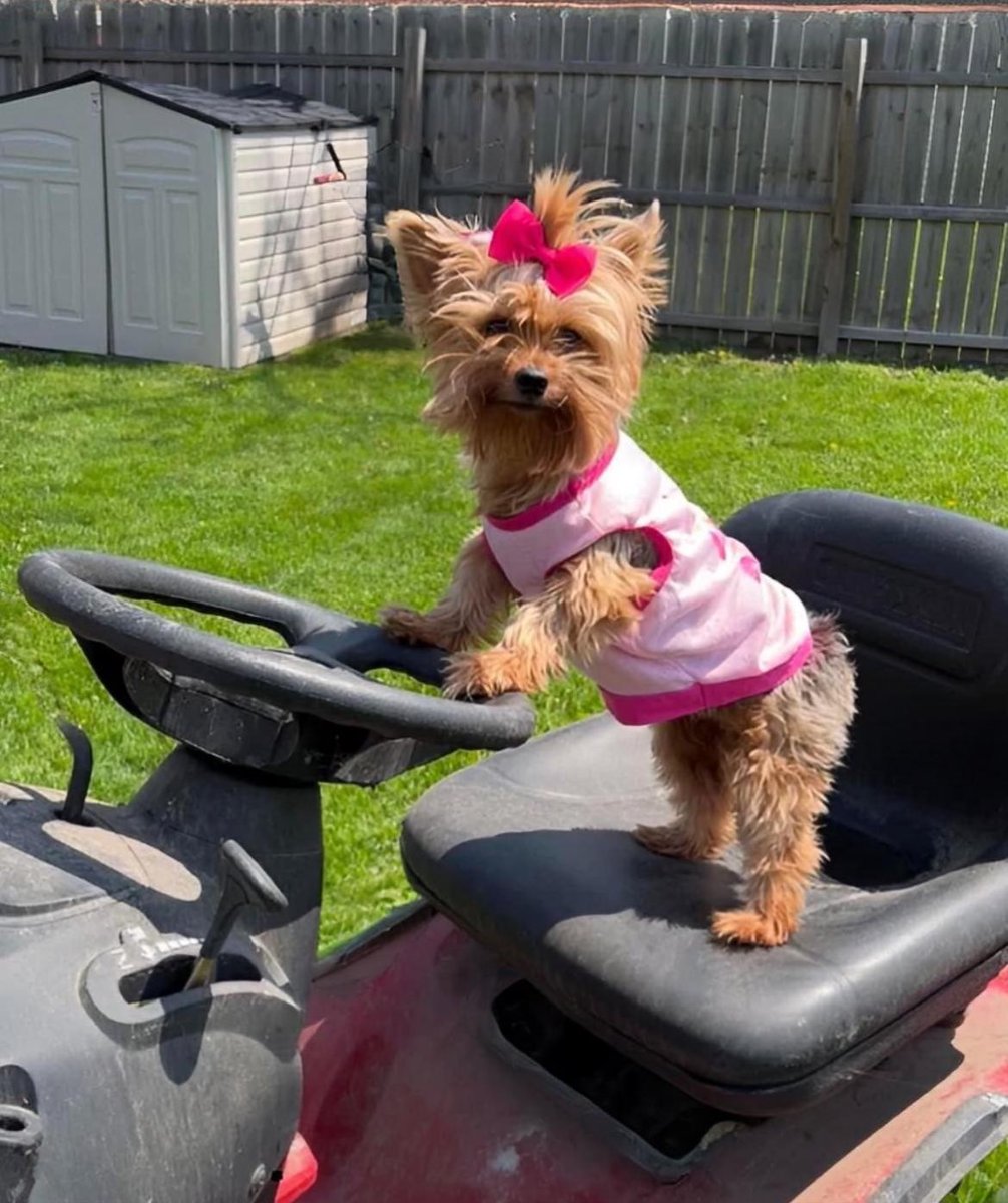 Helping my human cut the grass. How did I do? #Thursday #cute #love #DogsOfTwitter #DogsOnTwitter #dogsarefamily #landscaping #Michigan #prettyinpink