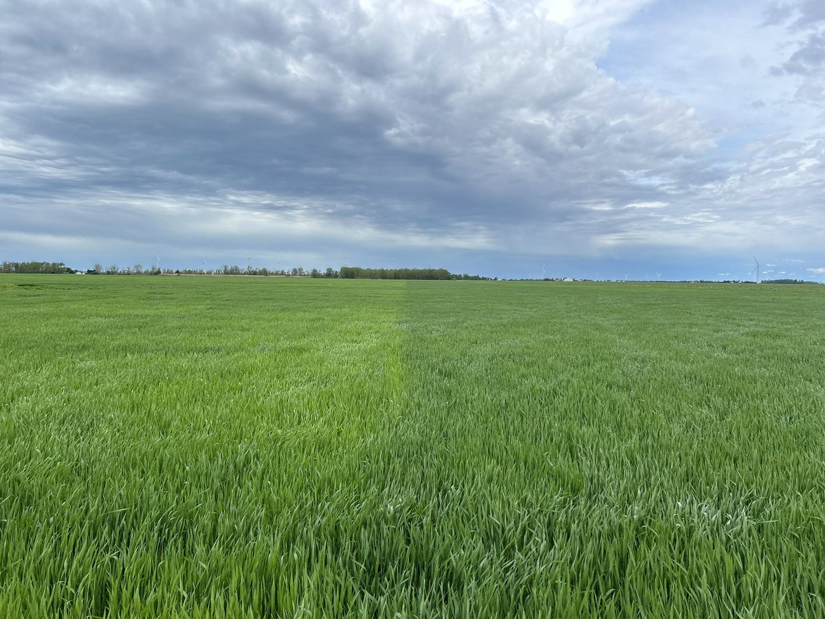 This spring is showing some pretty big differences in wheat that had Nitrogen + Sulphur (right) compared to just Nitrogen (left), applied about 2 weeks ago. <a href="/HDCAgronomy/">Hensall Co-op Agronomy</a> <a href="/BillForan3/">Bill Foran</a> <a href="/BrianCoutts/">Brian Coutts</a> <a href="/WheatPete/">Peter Johnson</a>