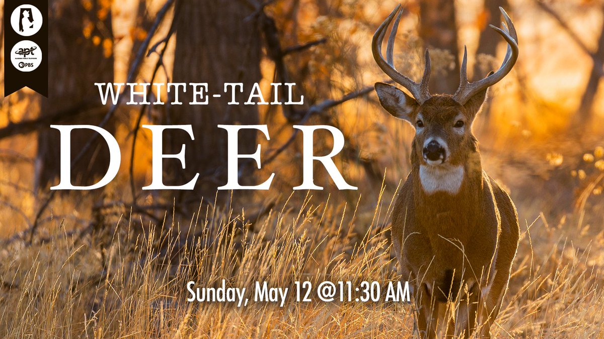 Dr. Doug Phillips joins various experts on the whitetail to look at the history of this animal, to see how people and #deer are bound together today, and to learn of some cutting-edge research into the lifeways of the whitetail. Watch @APTV on May 12 at 11:30 am. #Alabama