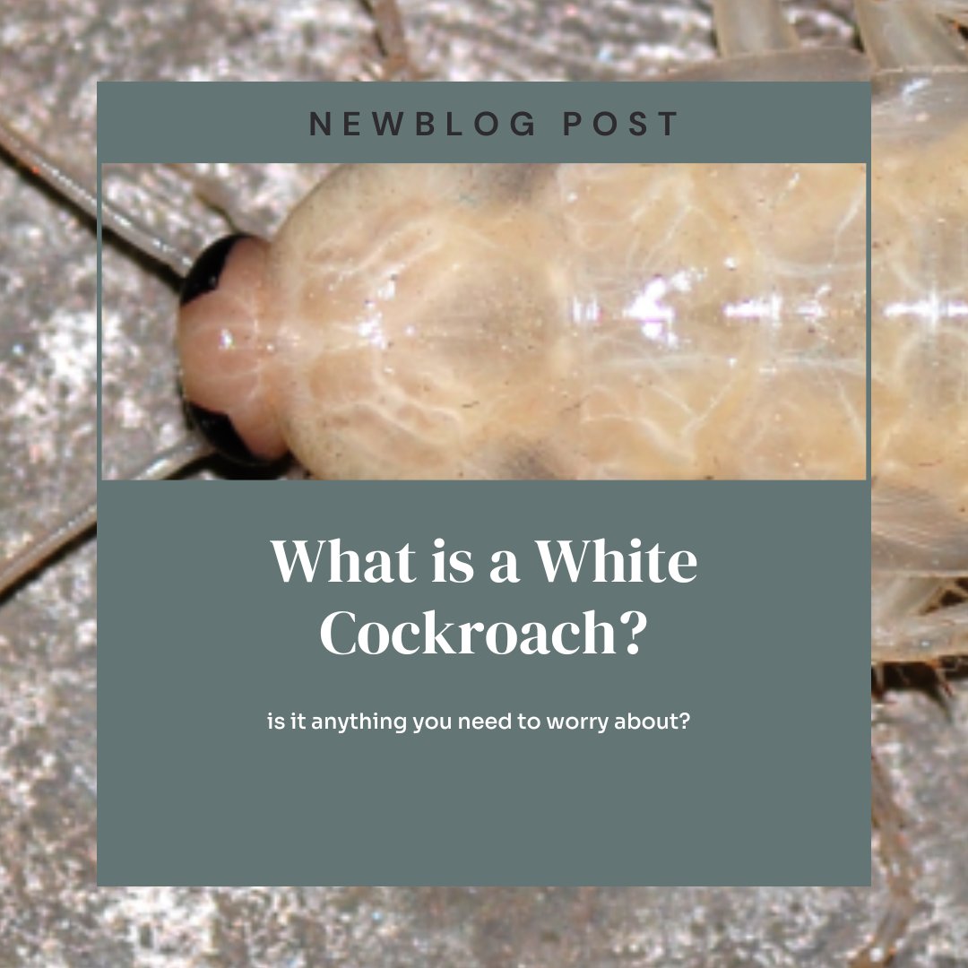 Spotted a white cockroach? They're not mutants but molting juveniles signaling an infestation!  Quick action is vital. Learn to identify, prevent, and control these pests to protect your home. Act now before it's too late. hawxpestcontrol.com/what-is-a-whit… #PestControl #HomeSafety