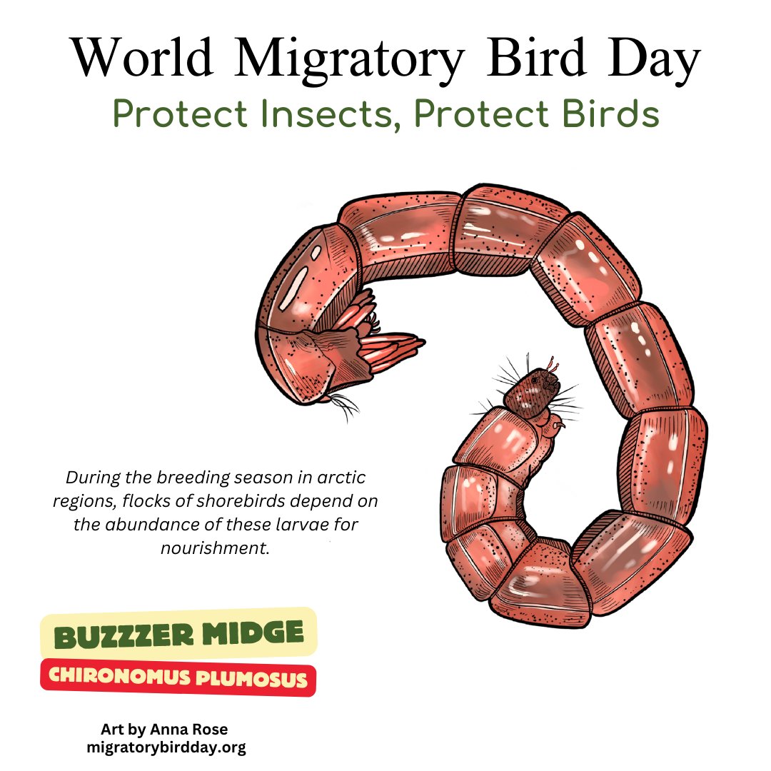 #wmbd #worldmigratorybirdday #DMAM #wmbd2024 #protectinsectsprotectbirds #dmam2024 @annarosepaints