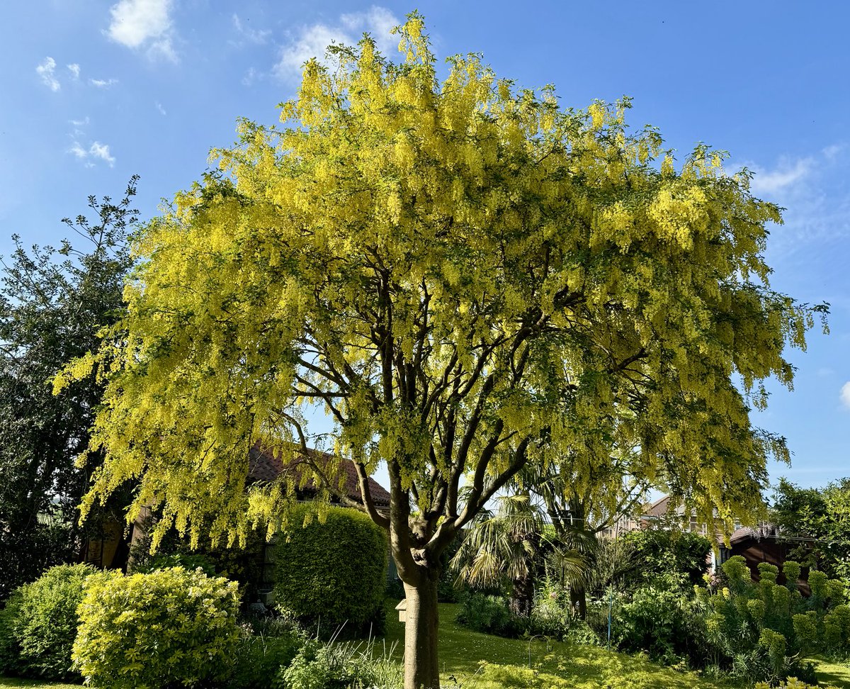 The beautiful Laburnum has it’s own soundtrack of very happy busy bees 🐝