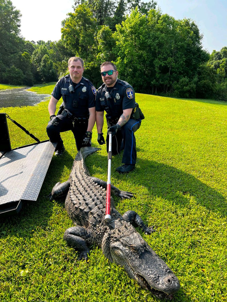 Patrol Ops? Check. Gator Ops? Double check! 🚔🐊 Officer Raines, Officer Gianfala, and ACO Superstar Bayles are proving that their job description now includes ‘professional dinosaur wranglers’! This 8.5 foot gator was safely removed from the garden hose it was fighting with…