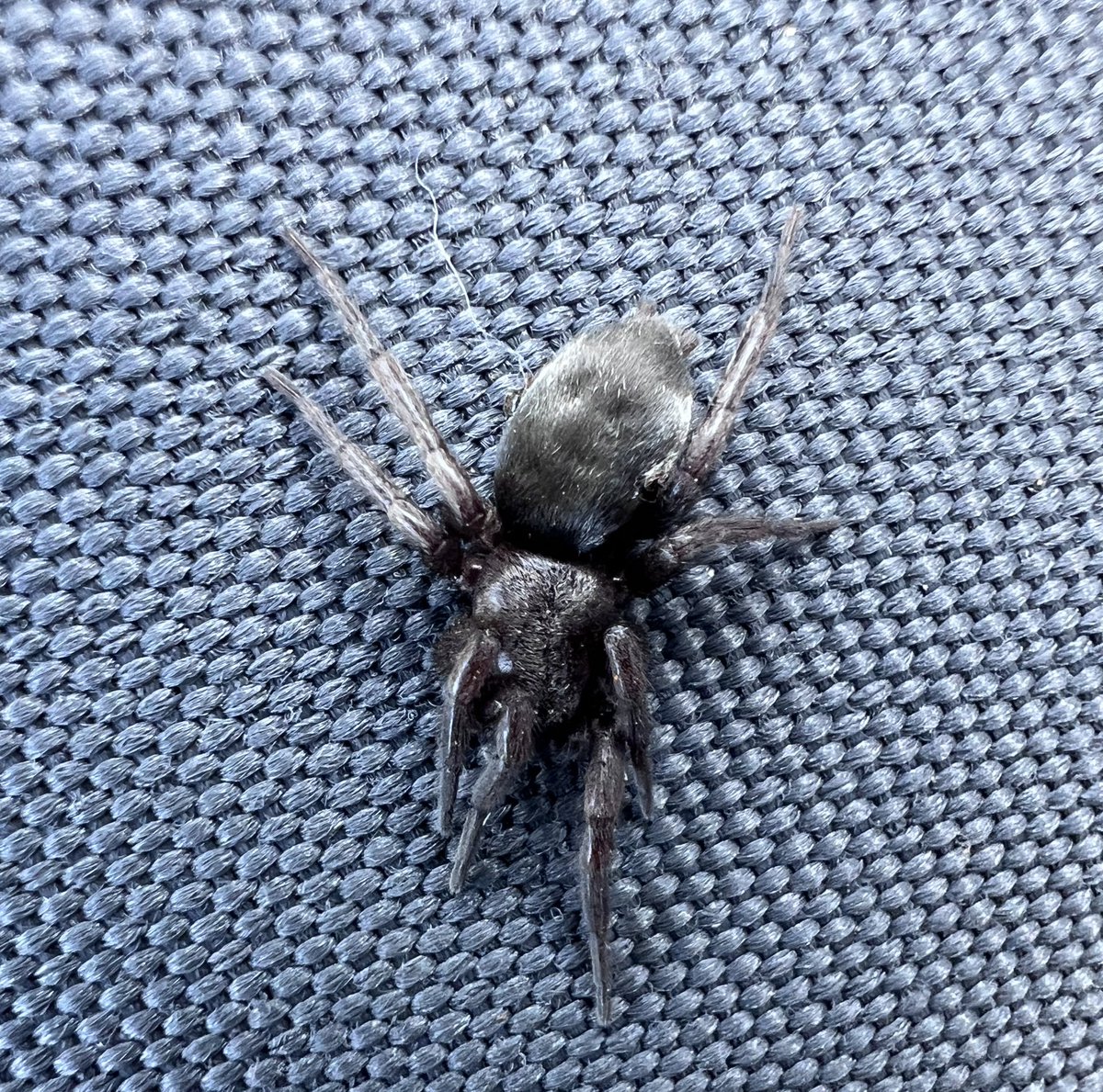 A Mouse Spider (Scotophaeus sp.) found on the cushions of the swinging seat when I got them out of the shed. A lovely velvety pile on its abdomen. #spiders @BritishSpiders