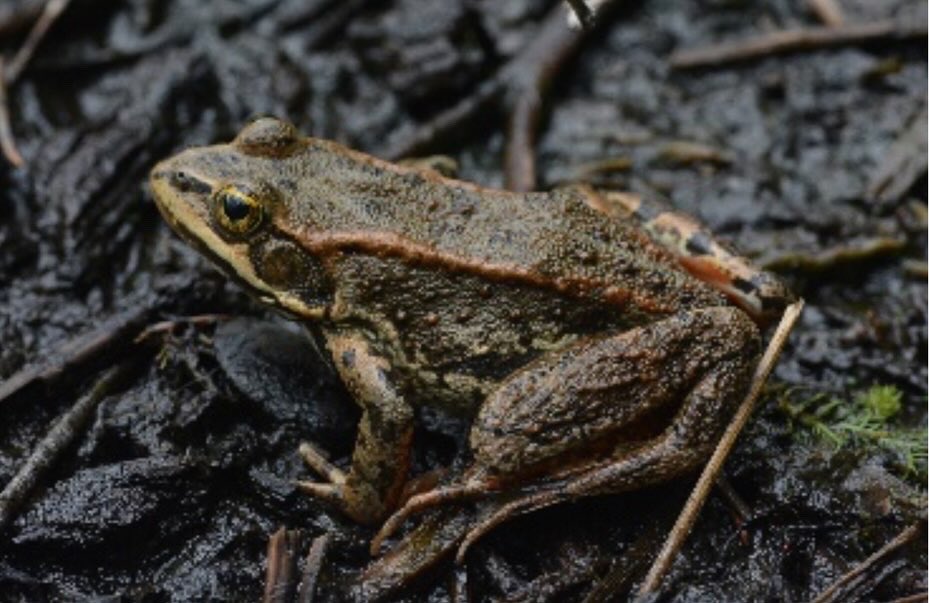 It’s still #AmphibianWeek, and we have another member of the high-elevation pond frog delegation. Columbia spotted frogs have been documented at 7,300 feet on Steens Mountain. - instagram.com/p/C6wRpbFLVXr/…