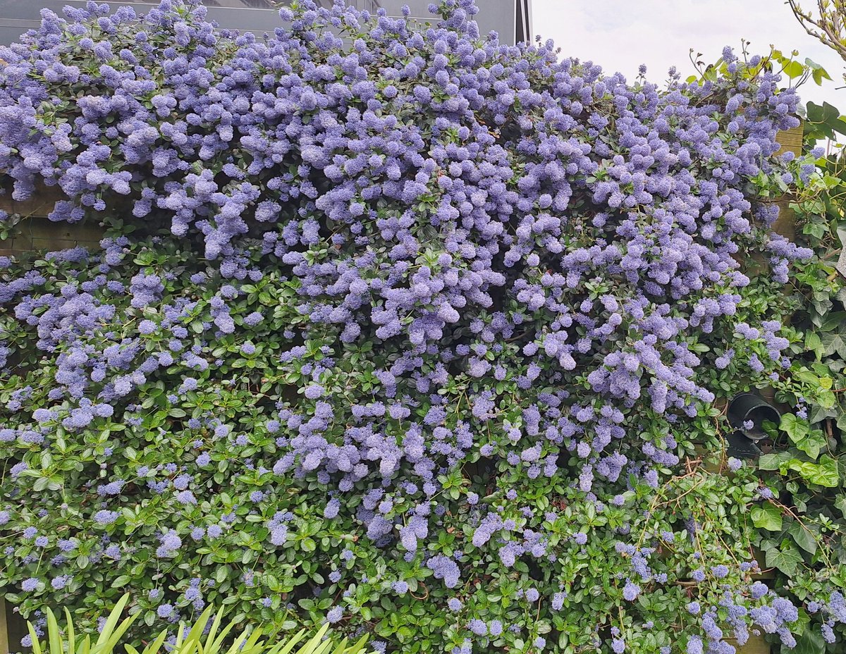 Onze schutting is helemaal bedekt met Amerikaanse sering. En hij bloeit al een paar weken uitbundig. Bijen en hommels zijn er blij mee🐝 Ik ook 😉 #tuintweet