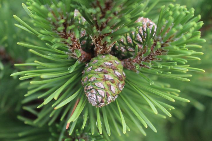 Art of the Day: 'Young Pine Cone in Greens'. Buy at: ArtPal.com/ButterflysAtti…