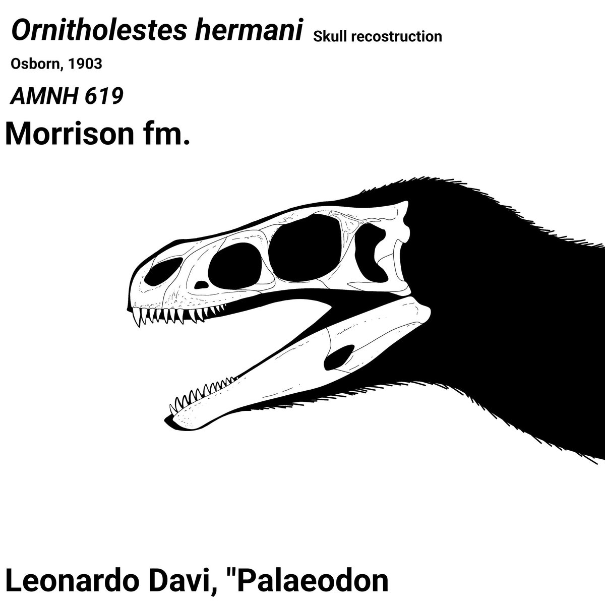 🎉 TY TO 200 FOLLOWERS! 🎉

I love yall!

Here is a Ornitholestes skull recostruction!