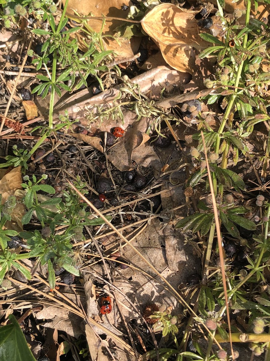 ISukaiI's tweet photo. Lots of insects found during the walk to class + a lizard https://t.co/wi2OHEXm1R