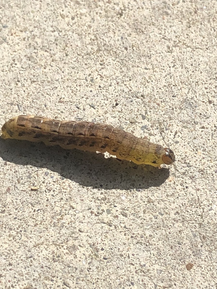 ISukaiI's tweet photo. Lots of insects found during the walk to class + a lizard https://t.co/wi2OHEXm1R