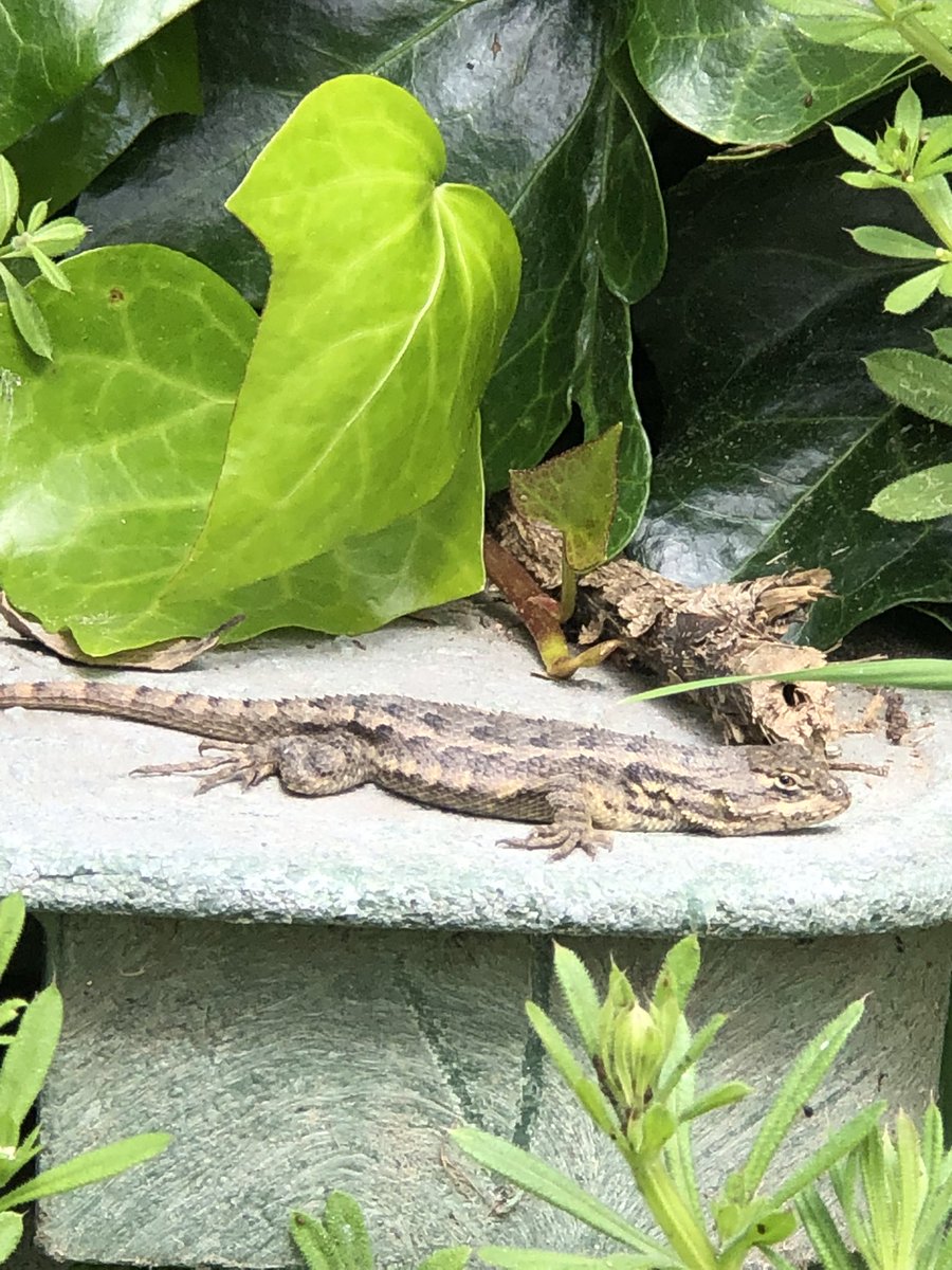 ISukaiI's tweet photo. Lots of insects found during the walk to class + a lizard https://t.co/wi2OHEXm1R