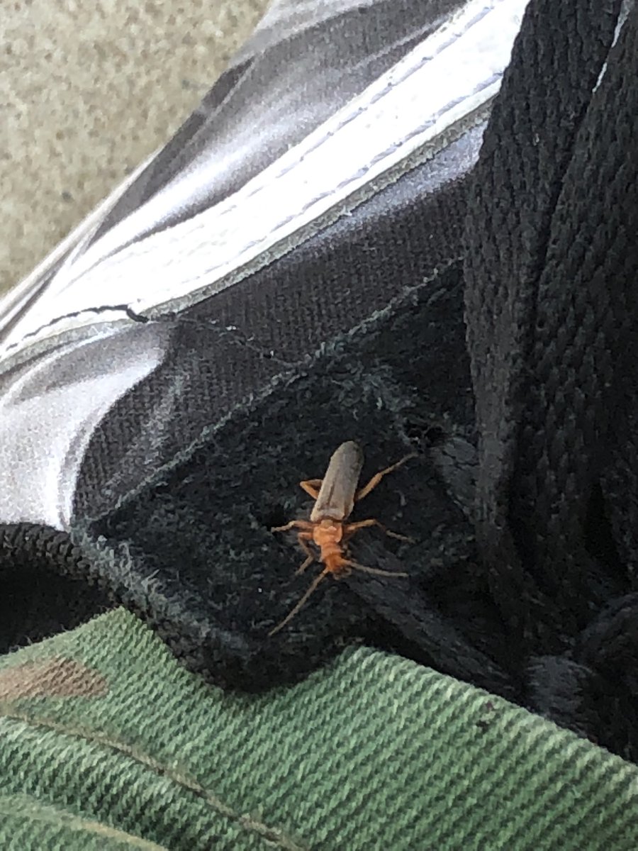 ISukaiI's tweet photo. Lots of insects found during the walk to class + a lizard https://t.co/wi2OHEXm1R