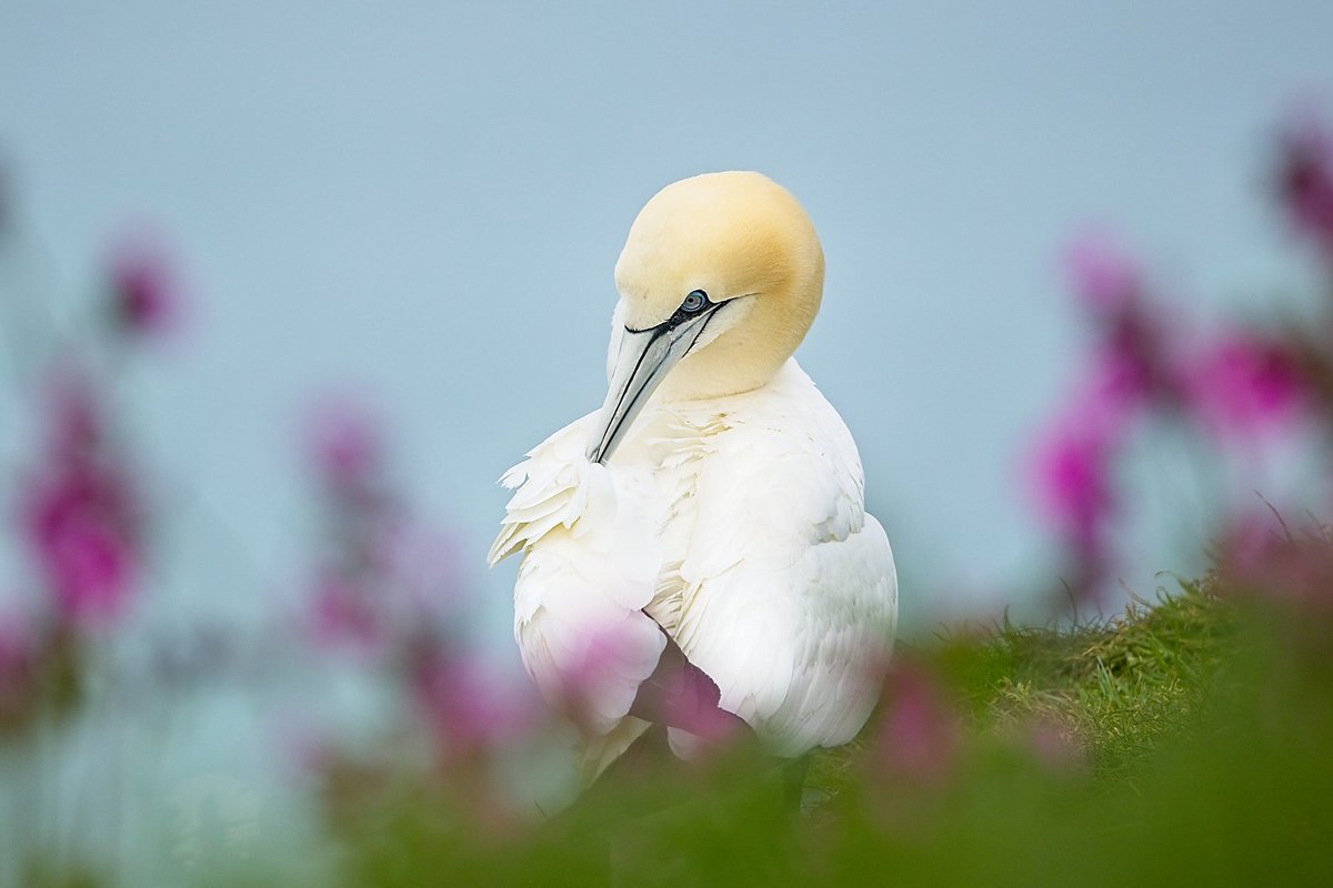 I've been at Bempton cliffs today, and nowhave a lot of photos to cull. I saw this gannet through the flowers and thought it would add a bit of colour. #birdphotography #birds #wildlifephotography #NaturePhotography