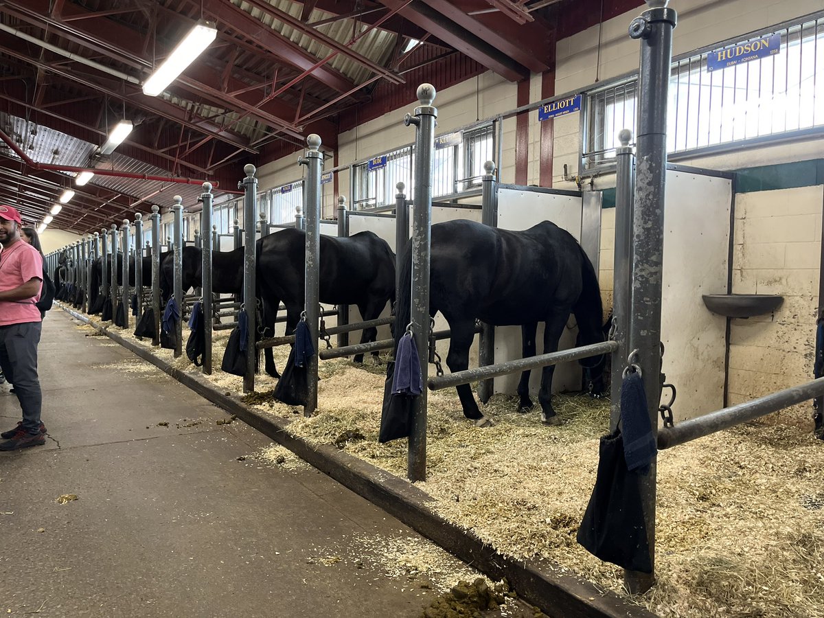 WRPS_YRDSB's tweet photo. @WRPS_YRDSB grade 8 students had a great chance to watch Hanoverian  horses in training at the Ottawa OPP stables for the #MusicalRideCarousel 🐎 @YRDSB https://t.co/3Nu46DB7G3