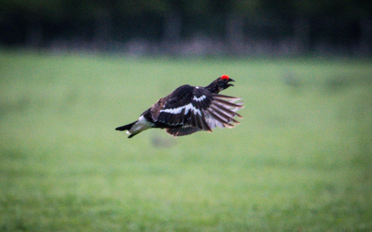 Came across this Black Grouse this morning, all alone in an empty field but lekking away to itself! 🤷‍♂️😆😆