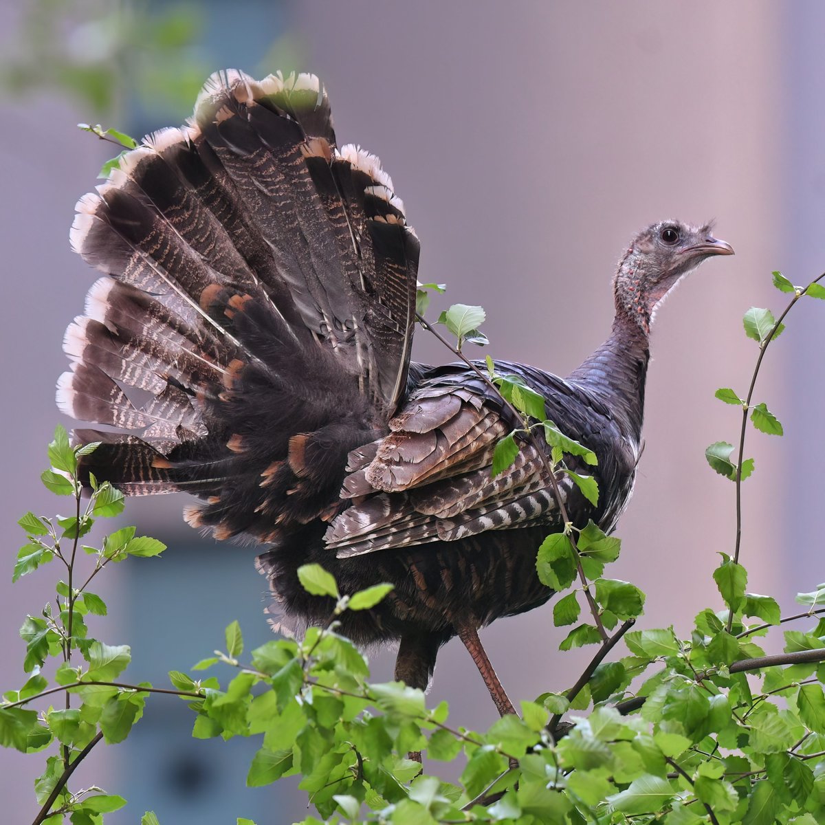 After visiting Saks Fifth Avenue, the Wild Turkey flew to a tree and wowed everyone with a tail spread on 49th Street in midtown Manhattan on Wednesday evening. 🦃
