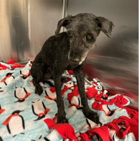 🆘💔🆘Anne is a 10 yo , 9 lb mini schnauzer at Palmdale #California ACC. She obviously has skin issues and hair loss😢There are 2 posts that say she may be put down Fri 5-10 if not saved today. Please go scoop her up 🙏 info ⬇️ #A5623416