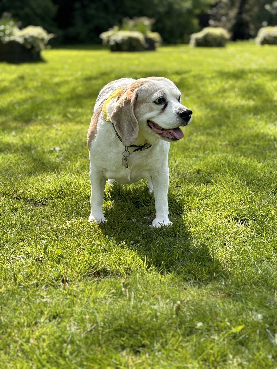 Wishing my lovely Jelly Bean a very happy birthday today! She is super old but we are just so glad she is still with us - just look at that precious little face! 

#seniordog #beagle #birthday #olddogs