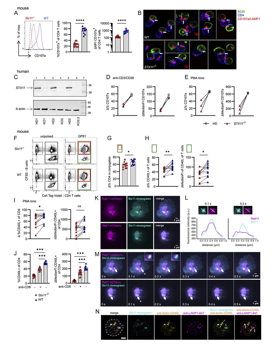 Kögl, Ammann et al. @UniFreiburg show that CD4 T helper cells use the SNARE protein SYNTAXIN-11 to promote B cell differentiation, germinal center formation, and class switching by facilitating CD40L mobilization and IL-2 and IL-10 secretion. hubs.la/Q02wH5Yj0 #FHL